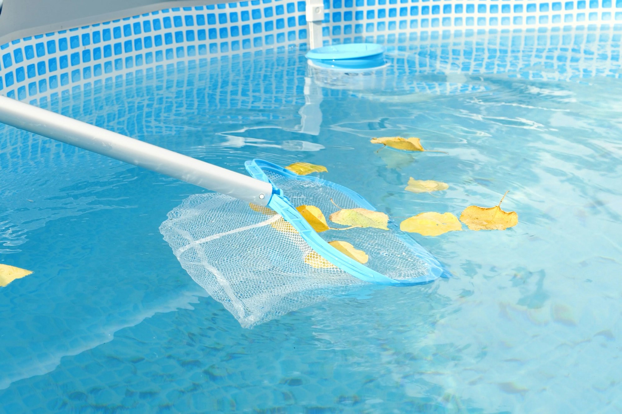 Cleaning a swimming pool with a mesh skimmer . The long net cleans colored leaves